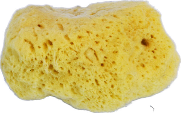 EPONGE de mer (grande)